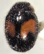 Image of Minute two-spotted ladybird beetle