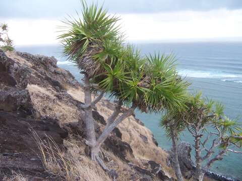 Image of Pandanus heterocarpus Balf. fil.