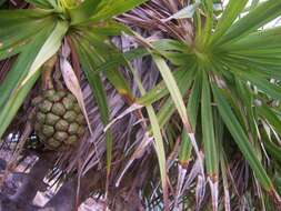 Image of Pandanus heterocarpus Balf. fil.