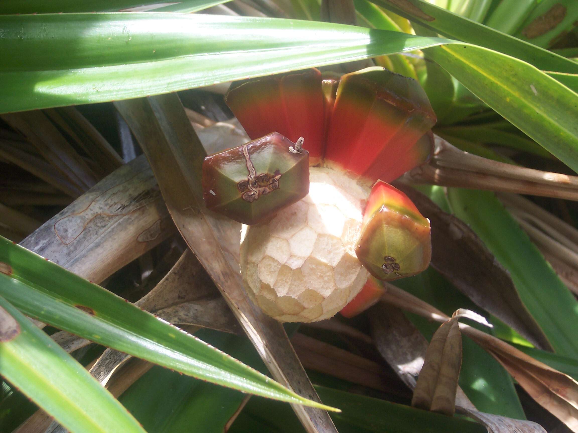 Image of Pandanus heterocarpus Balf. fil.