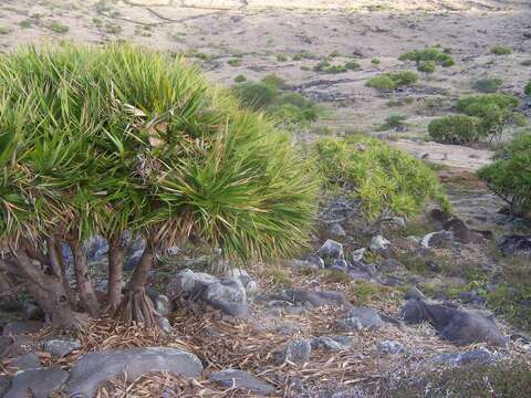 Image of Pandanus heterocarpus Balf. fil.