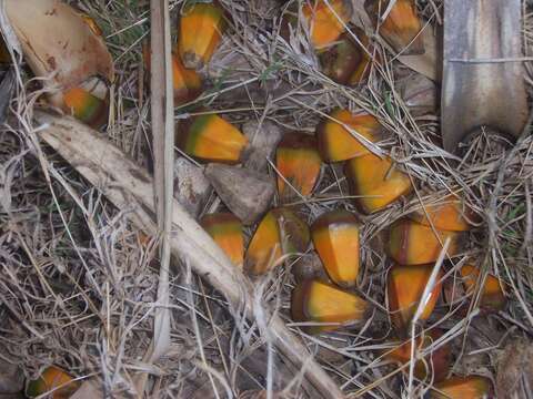 Image of Pandanus heterocarpus Balf. fil.