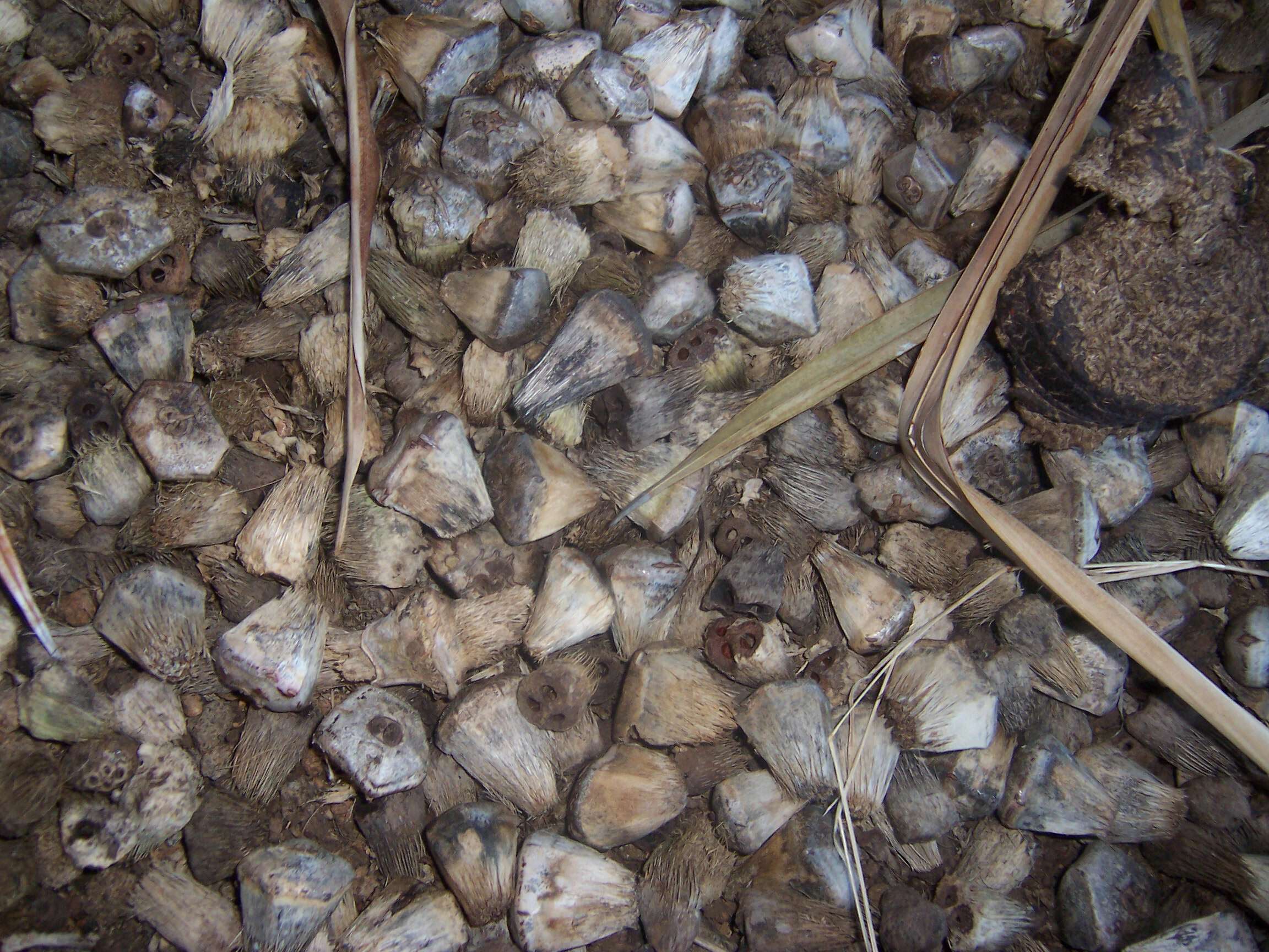 Image of Pandanus heterocarpus Balf. fil.