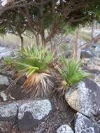 Image of Pandanus heterocarpus Balf. fil.