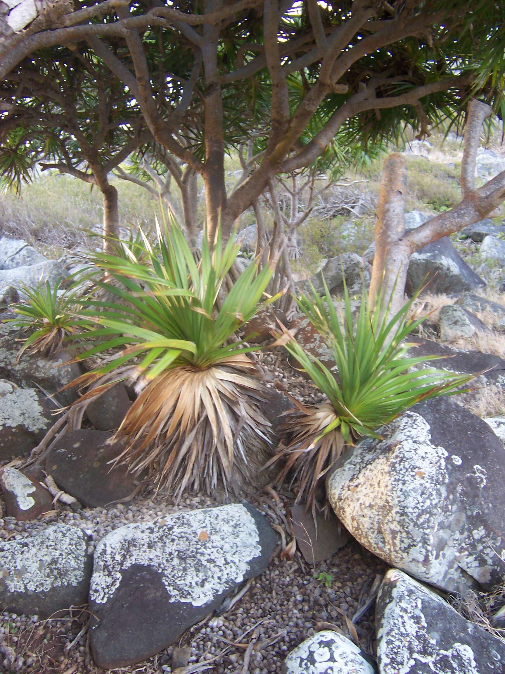 Image of Pandanus heterocarpus Balf. fil.