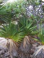 Image of Pandanus heterocarpus Balf. fil.