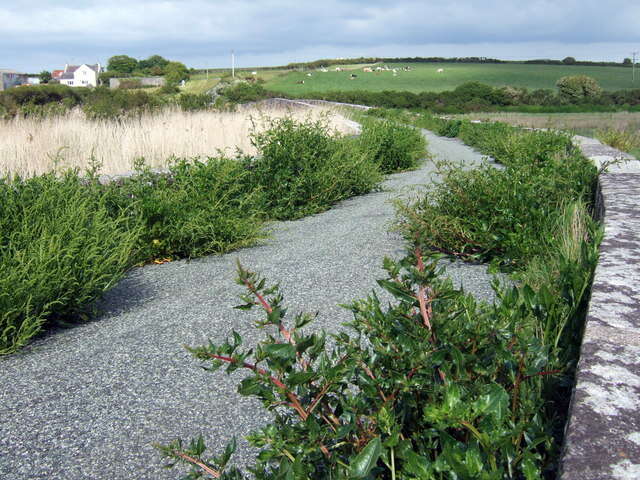 Image of sea beet