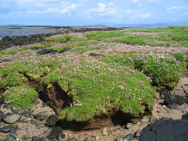 Image of thrift seapink