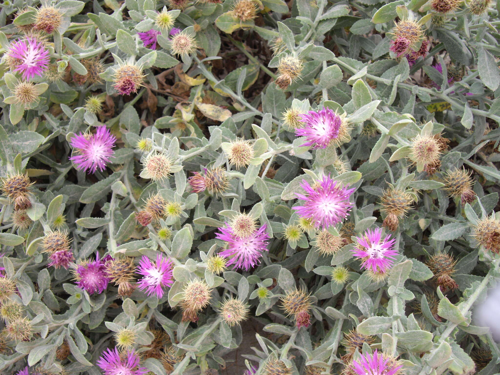 Image of Centaurea seridis L.