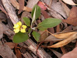 Image of Goodenia hederacea Sm.