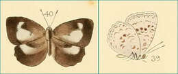 Image of Cyaniriodes libna (Hewitson (1869))