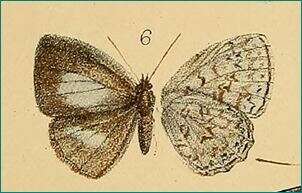 Image of Cyaniriodes libna (Hewitson (1869))