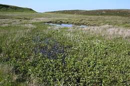 Image of bogbean