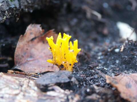 Imagem de Calocera cornea (Batsch) Fr. 1827