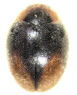 Image of Loew's Lady Beetle