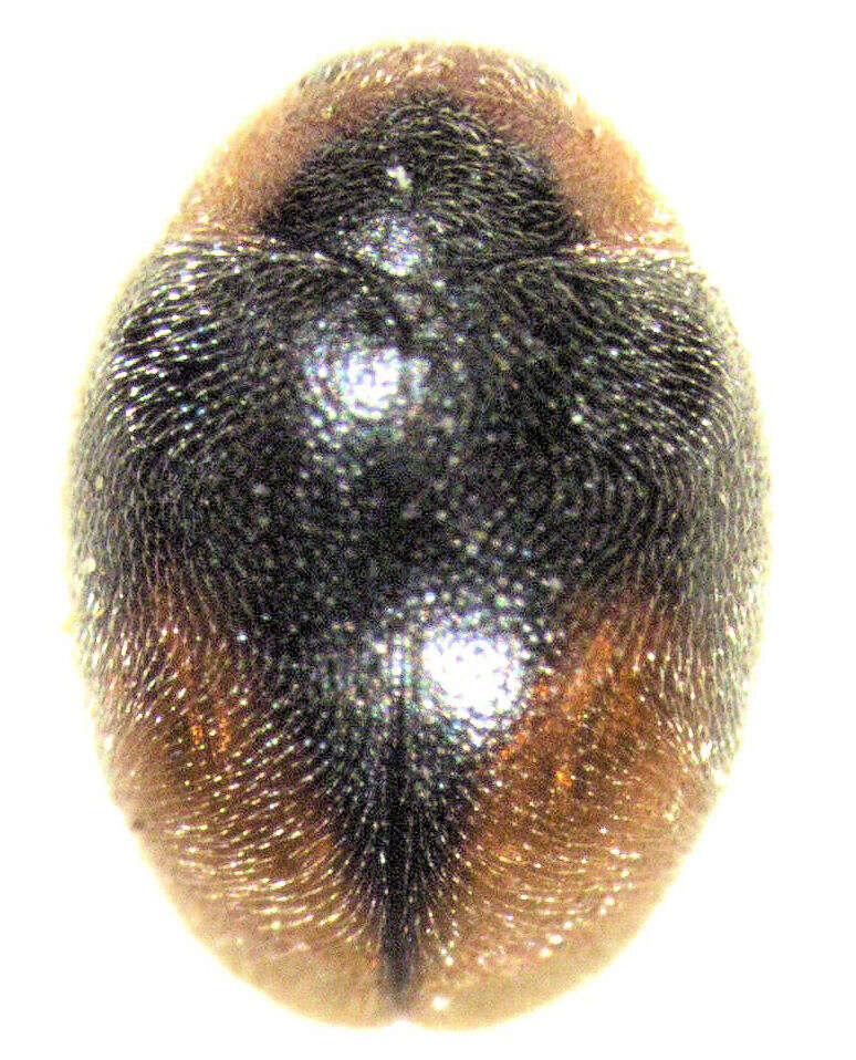 Image of Loew's Lady Beetle