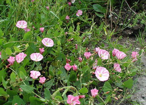 Image of Field Bindweed