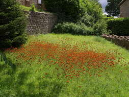 Imagem de Pilosella aurantiaca (L.) Sch. Bip., F. W. Schultz & Sch. Bip.