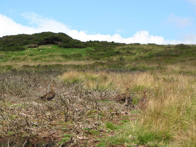 Imagem de Lagopus lagopus scotica (Latham 1787)