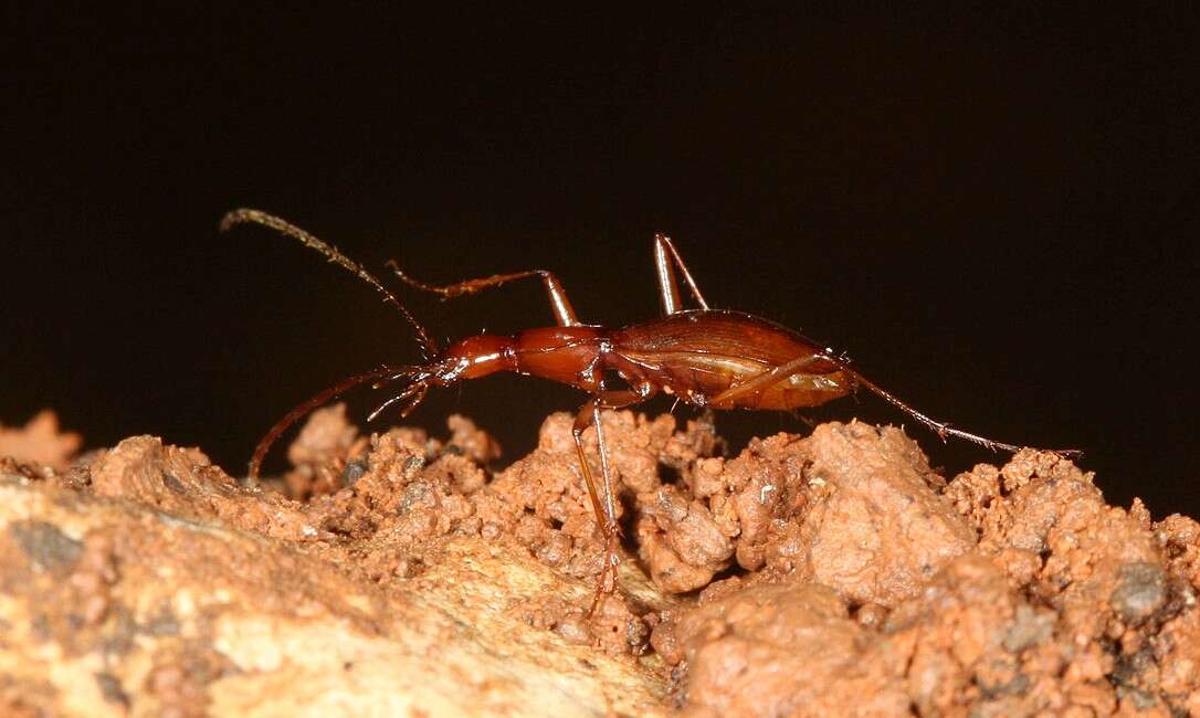 Image of Tooth Cave ground beetle