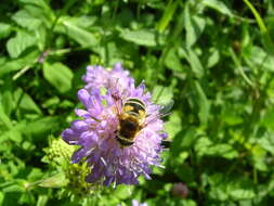 Image of <i>Eristalis horticola</i>