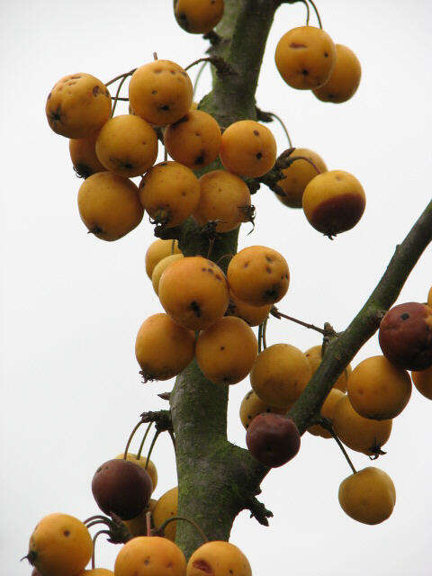 Malus transitoria (Batalin) C. K. Schneid. resmi