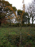 Malus transitoria (Batalin) C. K. Schneid. resmi