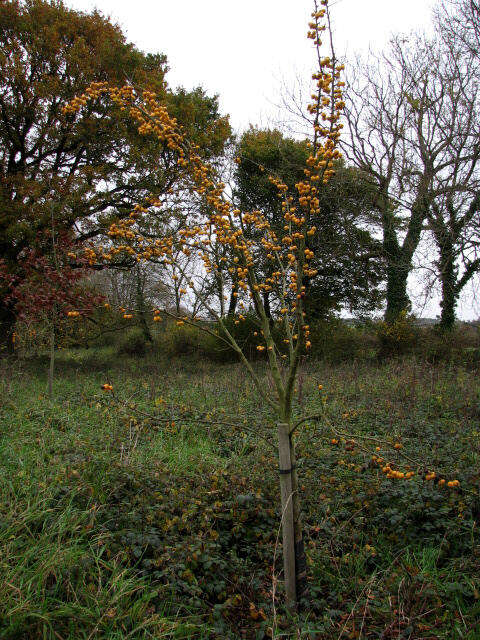 Malus transitoria (Batalin) C. K. Schneid. resmi