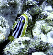 Image de Chromodoris magnifica (Quoy & Gaimard 1832)