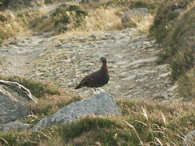 Image of Red Grouse