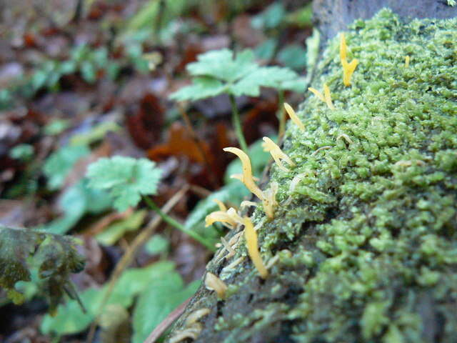 Image of Calocera cornea (Batsch) Fr. 1827