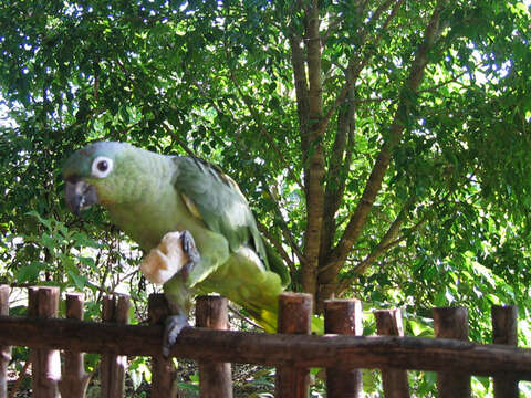 صورة Amazona guatemalae (Sclater & PL 1860)