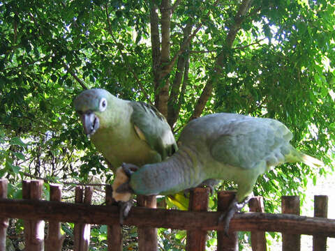 صورة Amazona guatemalae (Sclater & PL 1860)