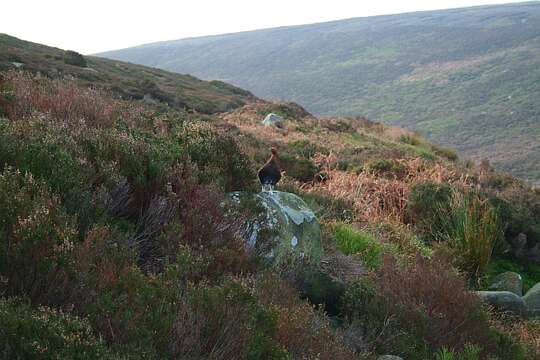 Image of Red Grouse