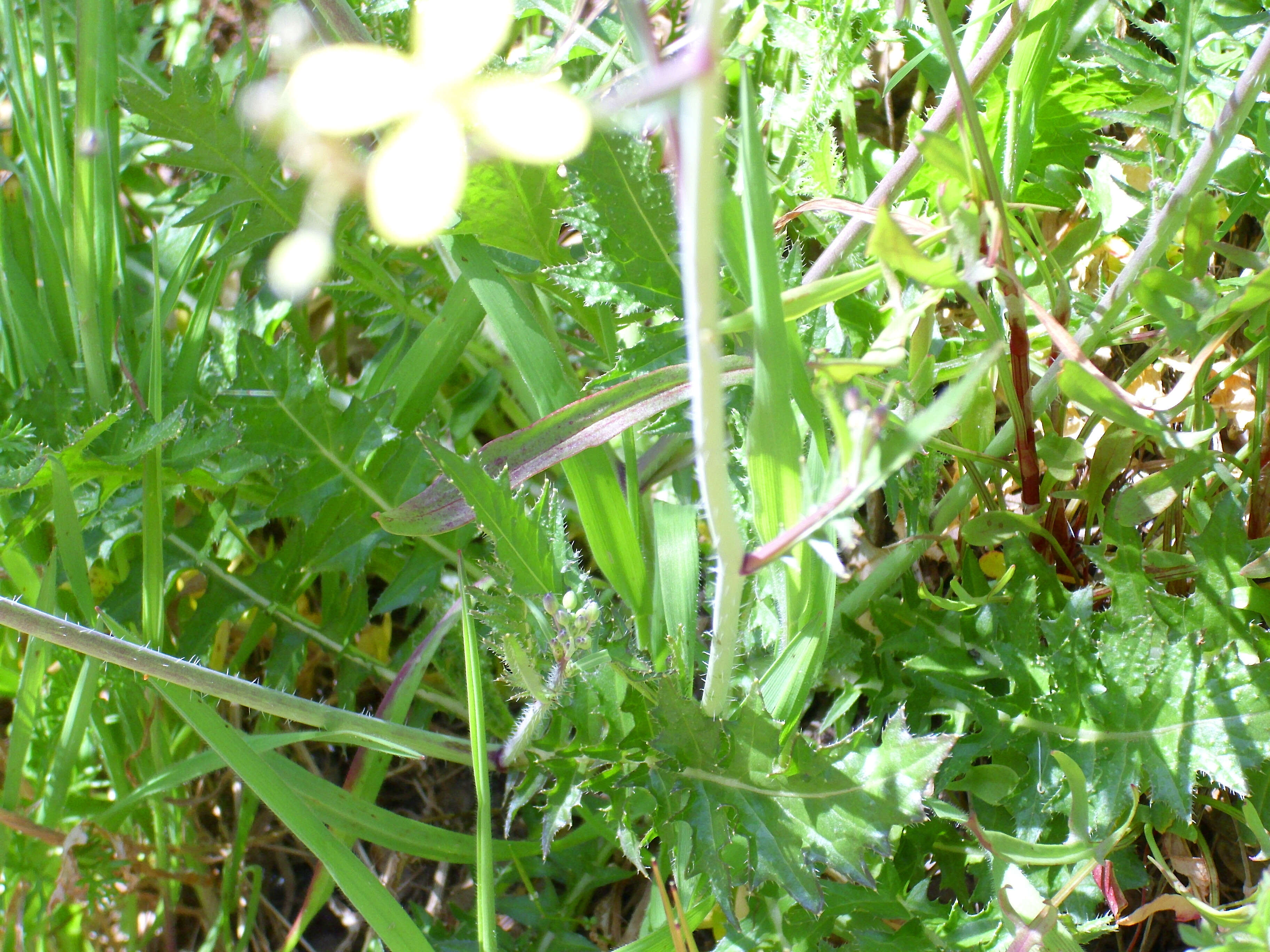 Image of Asian mustard