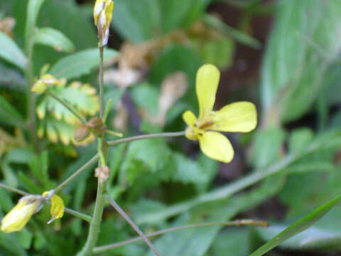 Image of Asian mustard