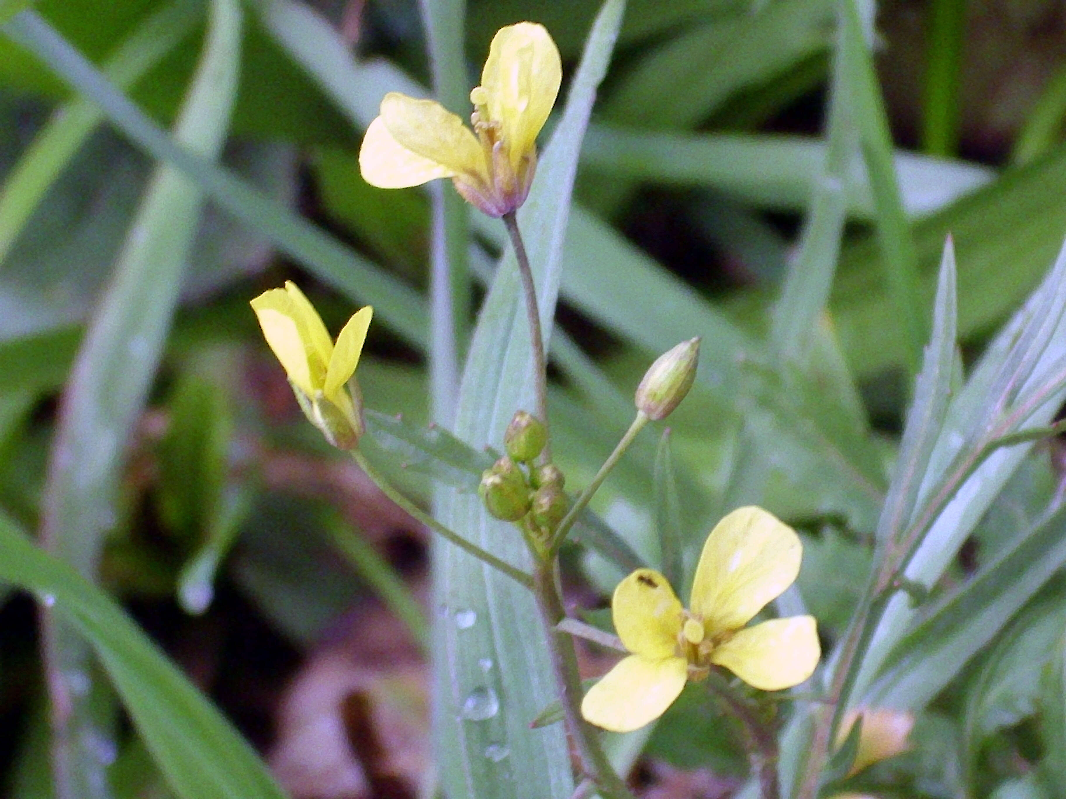 Image of Asian mustard