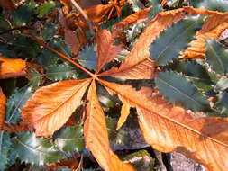 Olearia macrodonta Baker resmi