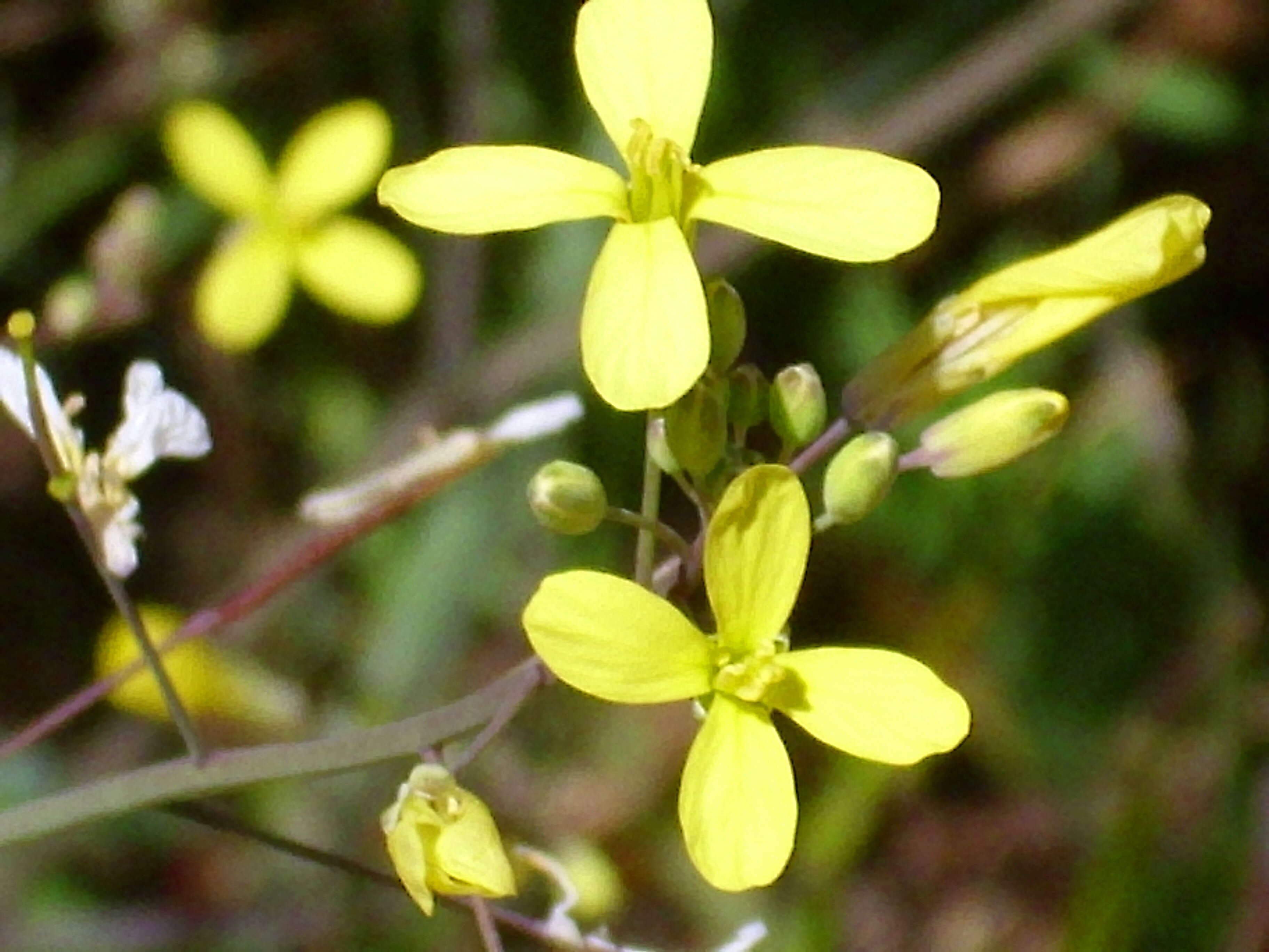 Image of Asian mustard