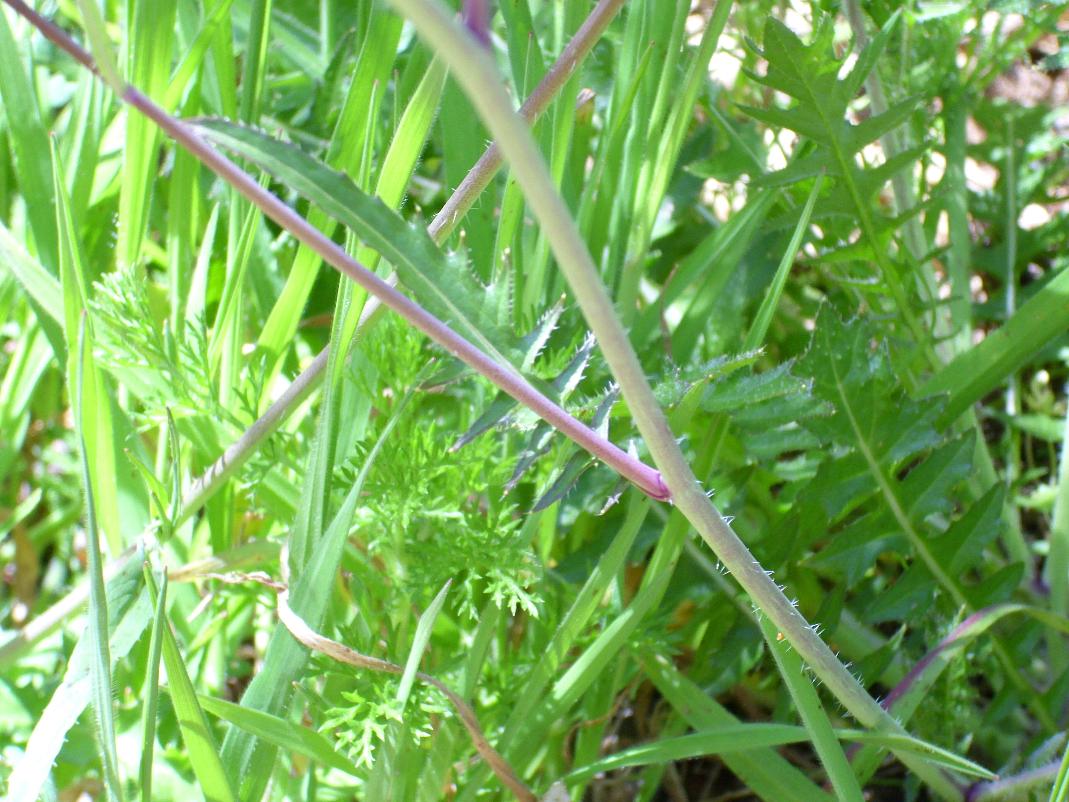 Image of Asian mustard