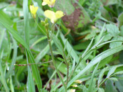 Image of Asian mustard