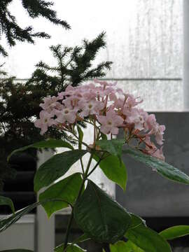 Image of Luculia gratissima (Wall.) Sweet