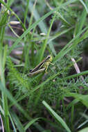 Image of Large marsh grasshopper