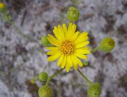 Image de Chrysopsis floridana Small