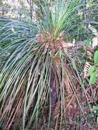 Image of Xanthorrhoea arborea R. Br.