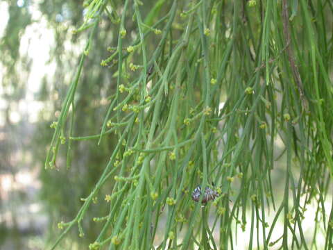 Image of Exocarpos cupressiformis Labill.