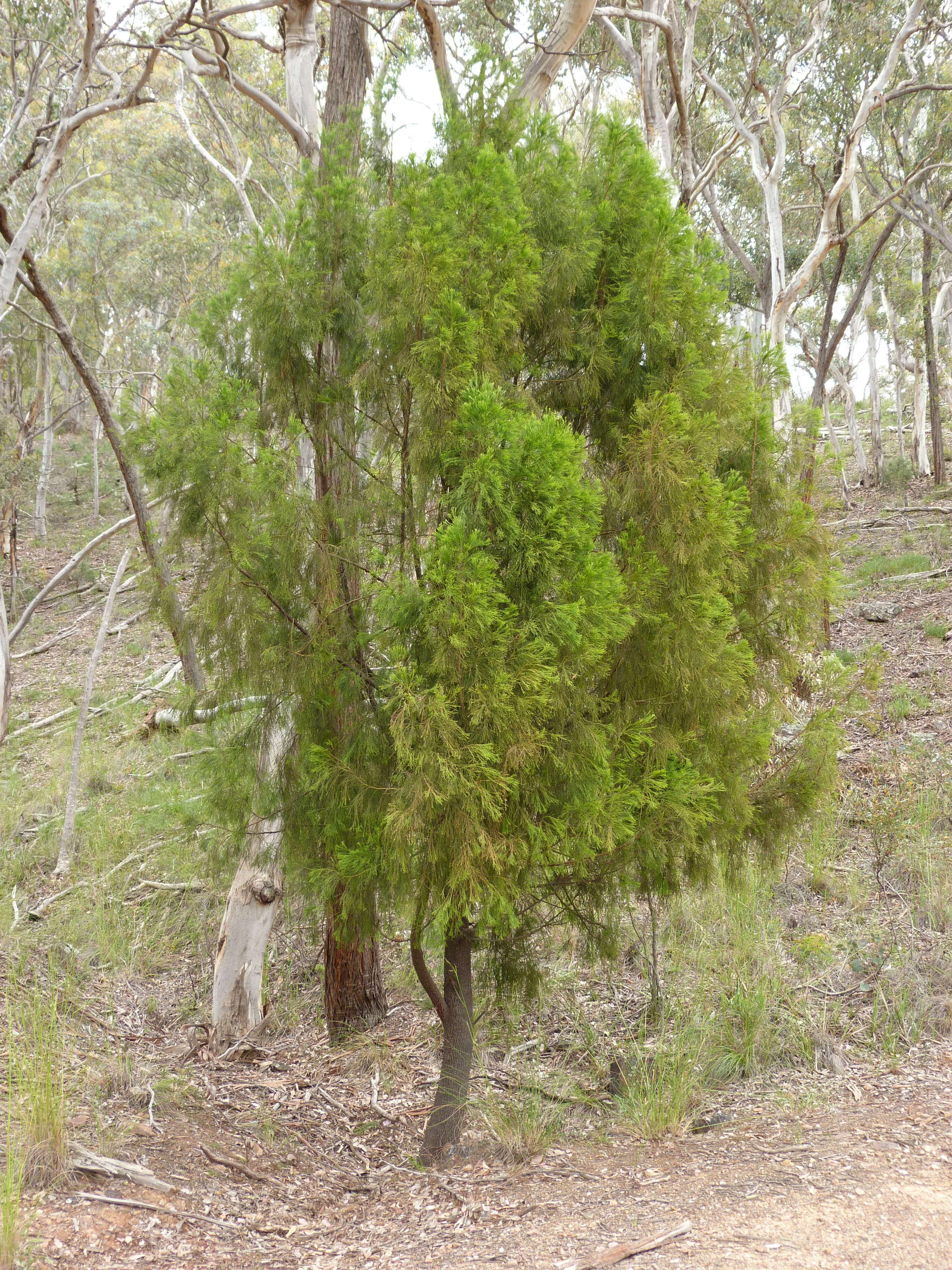 Image of Exocarpos cupressiformis Labill.