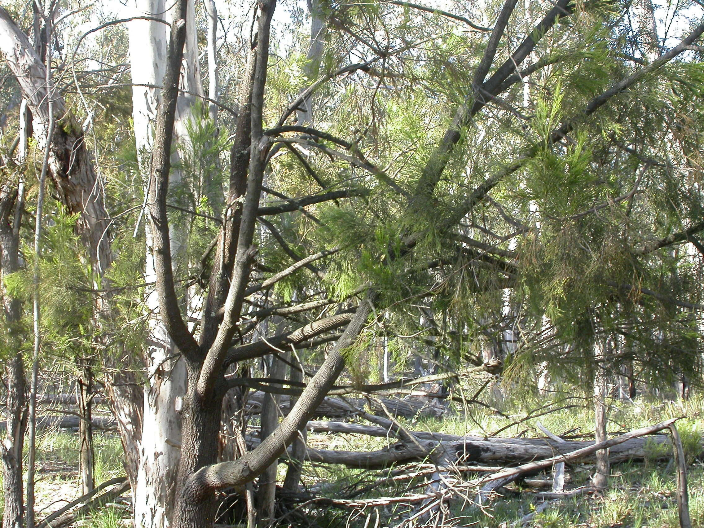 Image of Exocarpos cupressiformis Labill.