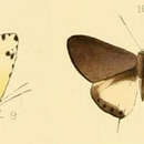 Image of Phlyaria cyara (Hewitson (1876))