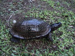 Image of Gulf Coast box turtle